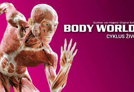 Bodies web