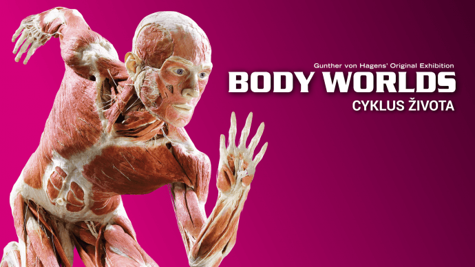Bodies web